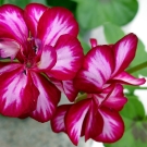 Fleurs de géranium rouge et blanc illustrant la note de cœur de la recharge de bougie parfumée Havana aux accords boisés