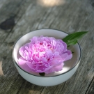 Fleur de pivoine rose flottant dans un bol d’eau, illustrant la note de cœur de la recharge de bougie Lumières Javanaises