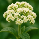 Fleurs d’héliotrope blanc illustrant la note de cœur de la recharge de bougie Lumières Javanaises