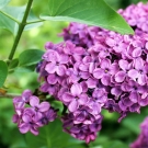 Fleurs de lilas violet illustrant la note de cœur de la recharge de bougie Lumières Javanaises