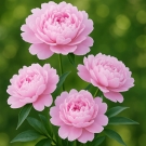 Fleurs de pivoine roses illustrant la note de cœur de la recharge de bougie Lumières Javanaises