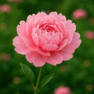 Fleur de pivoine rose illustrant la note de cœur de la bougie parfumée Lumières Javanaises