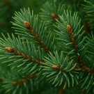 Cèdre vert illustrant la note de fond de la recharge de bougie Escapade Gourmande