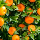 Oranges mûres sur leur branche illustrant la note de tête de la recharge de bougie Escapade Gourmande