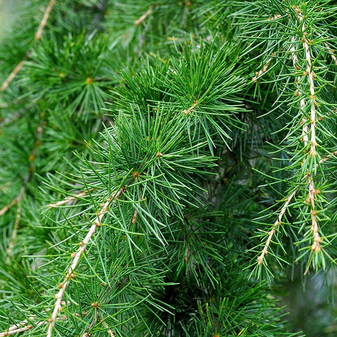 Cèdre aux notes boisées et profondes