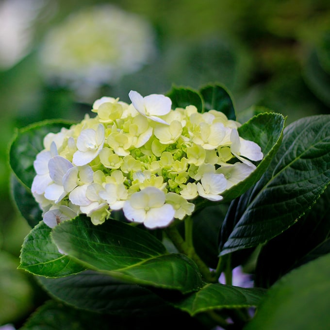 Fleur de gardénia aux notes florales crémeuses