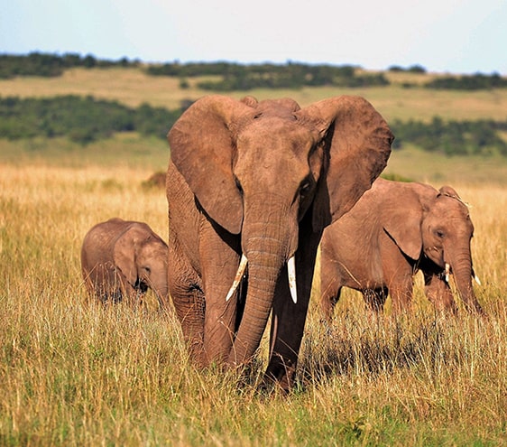 Famille d’éléphants dans la savane, symbole de respect et d’harmonie avec la nature