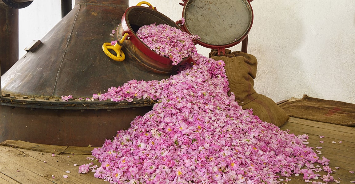 Pétales de rose utilisés pour la création de parfums