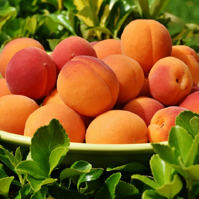 Abricots mûrs évoquant une note fruitée et gourmande