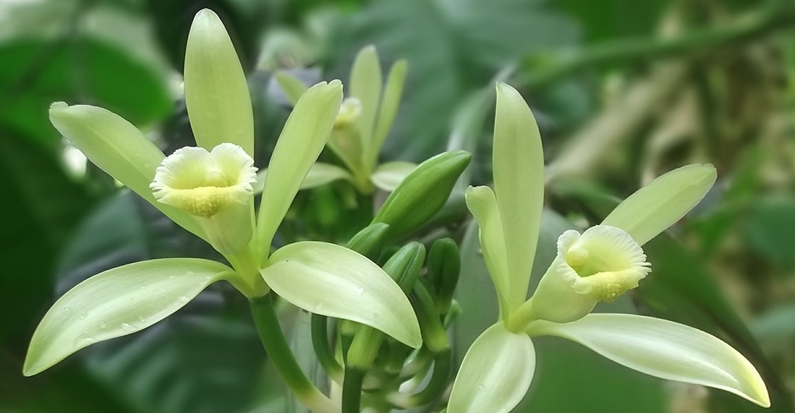 Fleurs de vanille aux notes douces et chaleureuses