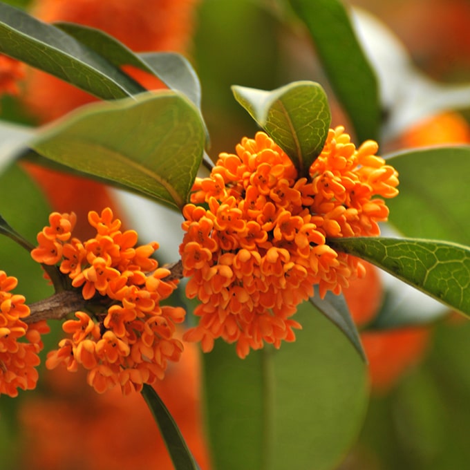 Fleurs d'osmanthus aux notes florales exotiques