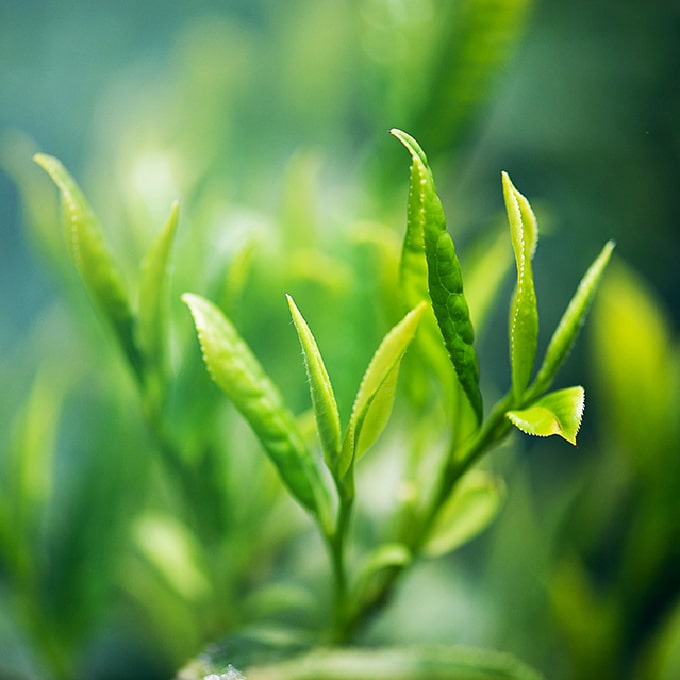 Feuilles de thé vert aux notes fraîches et végétales