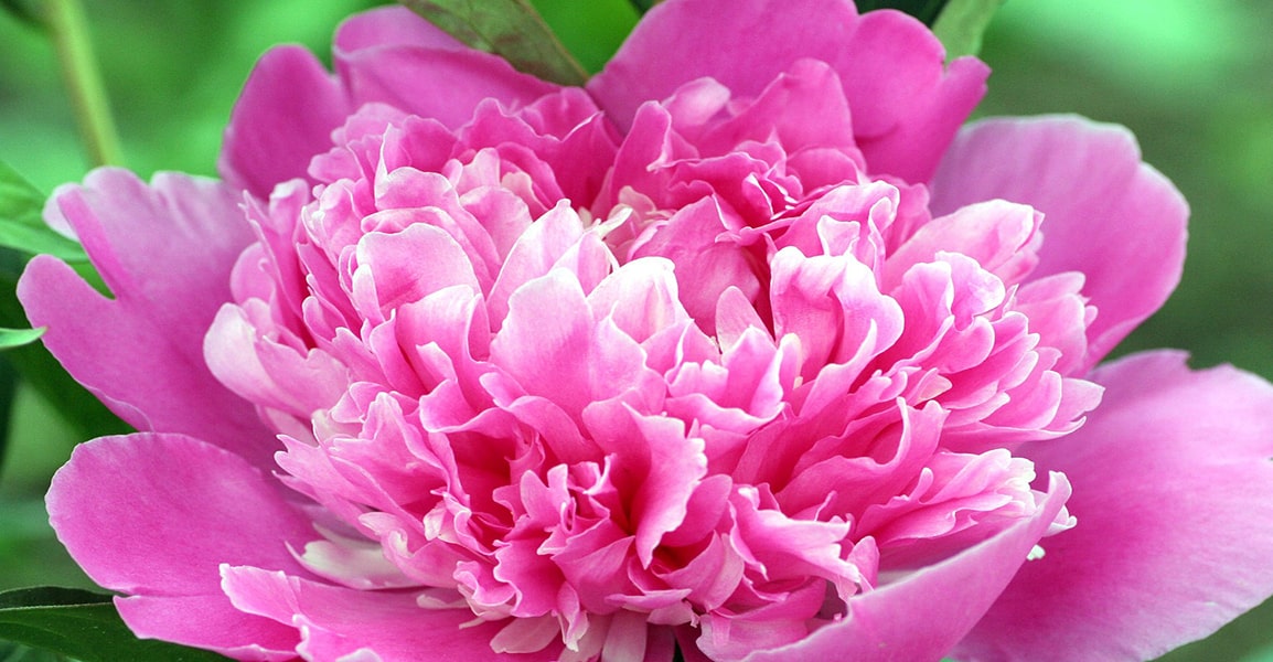 Fleur de pivoine rose aux notes florales délicates