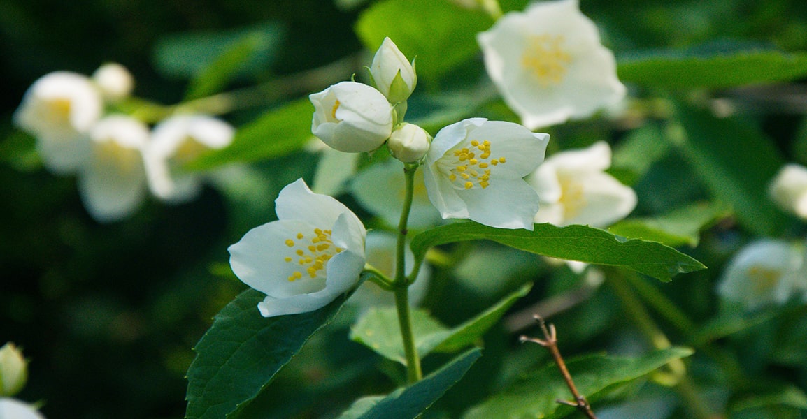 Fleurs de jasmin blanches aux notes florales lumineuses