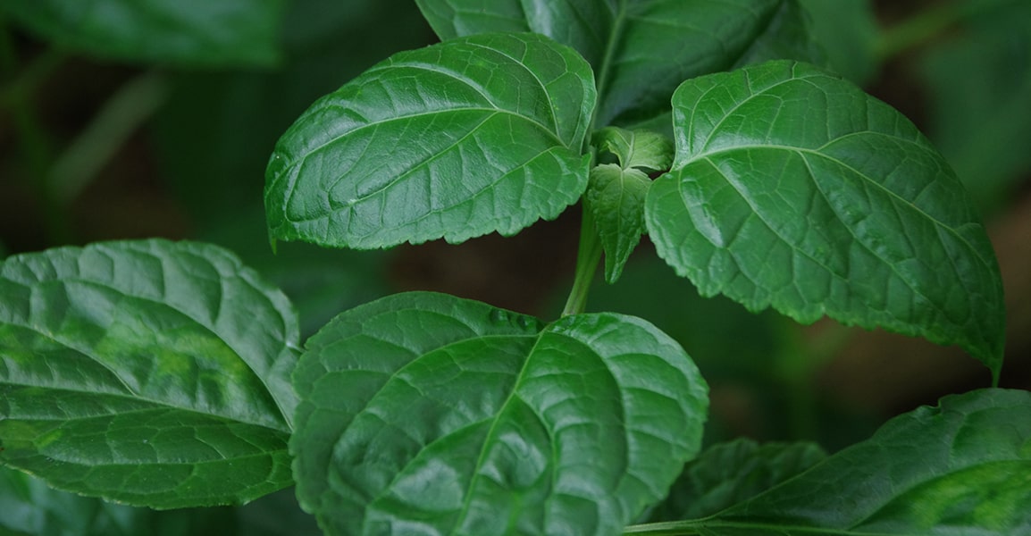 Feuilles de patchouli au vert profond et intense